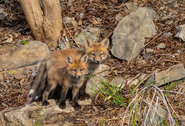 Red Fox Kit Vulpes Vulpes Padang Rumput Berbatu Jauh Dalam — Stok Foto