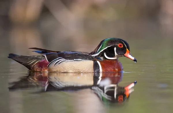 Wood Duck Male Swimming Local Pond Spring — Stock Photo, Image