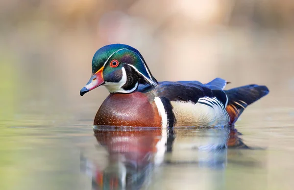 stock image A wood duck male swimming in a local pond in spring