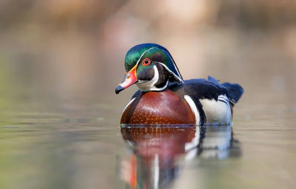 stock image A wood duck male swimming in a local pond in spring