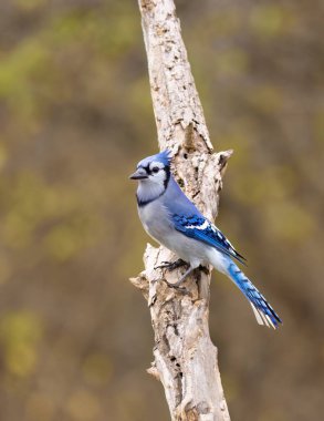Mavi Jay (siyanocitta cristata) Kanada 'da güzel bir sonbahar gününde bir dala tünedi.