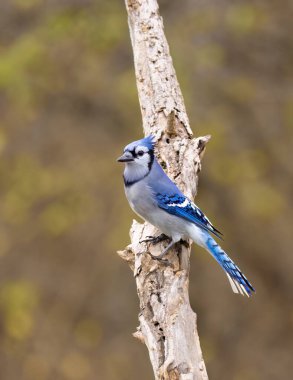 Blue Jay (Cyanocitta cristata) perched on a branch on a beautiful autumn day in Canada clipart