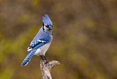 Mavi Jay (siyanocitta cristata) Kanada 'da güzel bir sonbahar gününde bir dala tünedi.