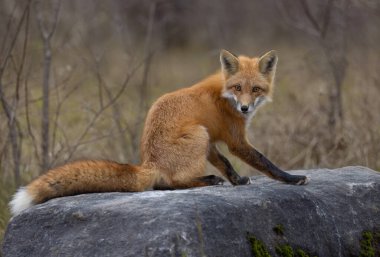 A young red fox with a bushy tail on top of a rock in autumn in Ottawa, Ontario, Canada  clipart