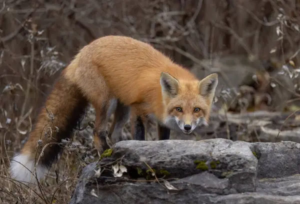 今年秋天 加拿大安大略省渥太华 一只长着浓密尾巴的小红狐狸在岩石顶上 图库图片