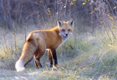 Sonbaharda çimenli bir çayırda yürüyen güzel kuyruklu genç bir kızıl tilki..