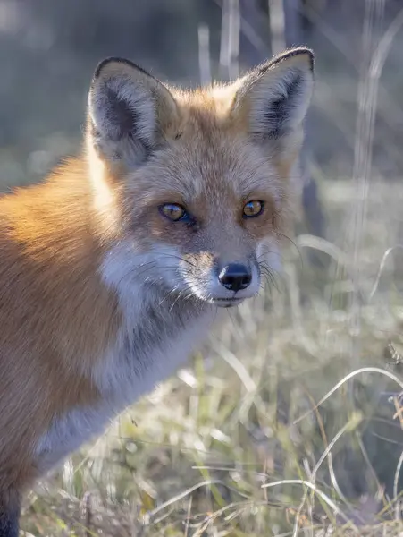 一只小红狐狸站在草地上 免版税图库图片