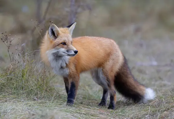 一只小红狐狸站在草地上 图库照片