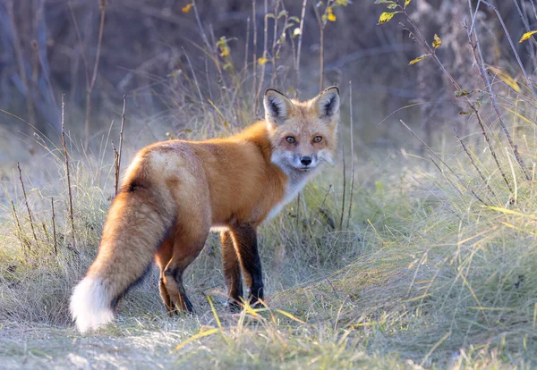 一只长着漂亮尾巴的小红狐狸在草地上散步 图库图片