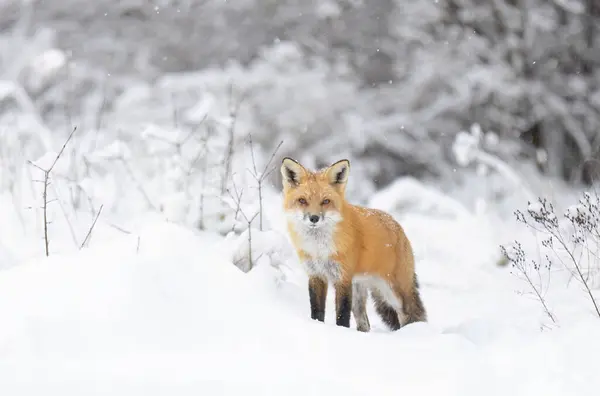 Red fox with a bushy tail and orange fur coat hunting in the freshly fallen snow in Canada