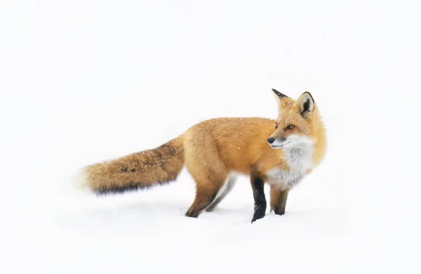在加拿大的新雪中 长着浓密尾巴的红狐狸和橙色的毛皮猎捕 图库图片