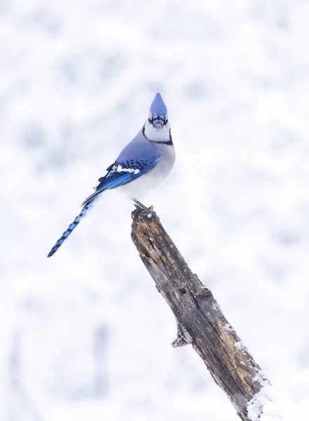 在加拿大一个美丽的雪天 蓝色的杰伊肖像 Cyanocitta Cristata 栖息在树枝上 免版税图库照片