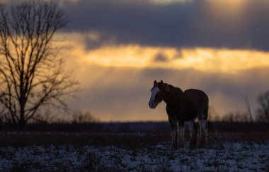 Clydesdale at silueti gün batımında bir sonbahar çayırında duruyor.