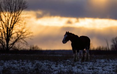 Clydesdale at silueti gün batımında bir sonbahar çayırında duruyor.