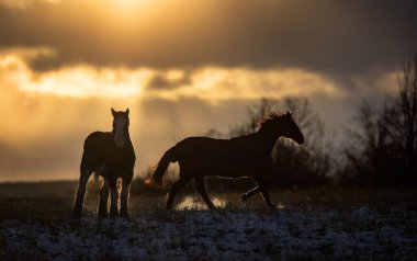 Clydesdale at siluetleri gün batımında bir sonbahar çayırında duruyor.