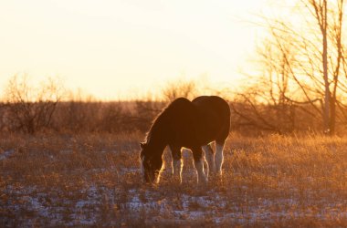 Clydesdale at silueti gün batımında bir sonbahar çayırında duruyor.