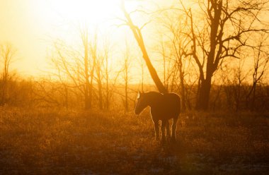 Clydesdale at silueti gün batımında bir sonbahar çayırında duruyor.