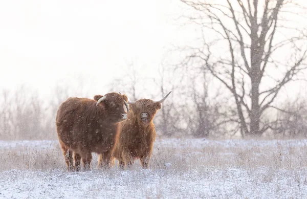 Hochlandrinder Stehen Winter Kanada Auf Einem Verschneiten Feld Stockbild