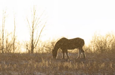 Clydesdale at silueti günbatımında bir sonbahar çayırında duruyor.