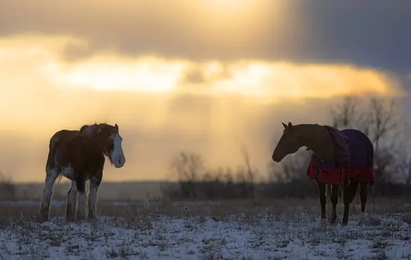 Two horse silhouettes standing in a winter meadow at sunset