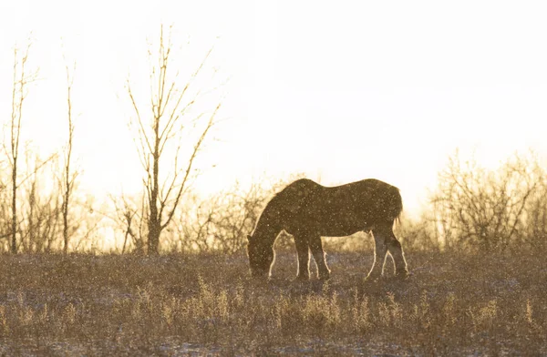 Een Clydesdale Paard Silhouet Staand Een Herfst Weide Bij Zonsondergang Rechtenvrije Stockafbeeldingen