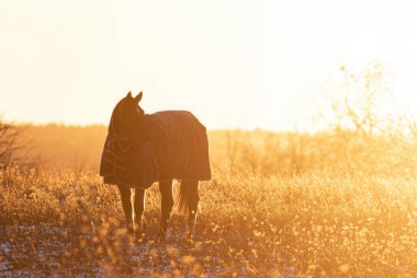 Gün batımında bir sonbahar çayırında duran at silueti.