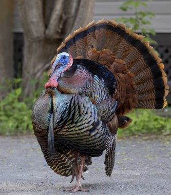 Vahşi bir hindi Ottawa, Kanada 'da ilkbaharda bir garaj yolunda kasıla kasıla yürüyor güzel renklerini gösteriyor