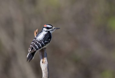 Downy ağaçkakan erkek kışın Ottawa, Kanada 'da bir dala tünedi.