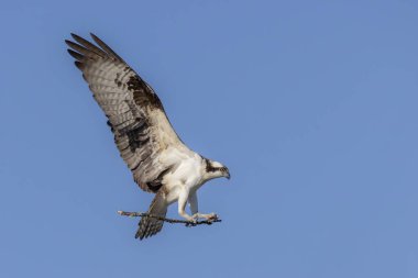 Osprey (Pandion haliaetus) Kanada 'da ilkbaharda yuvaya dallar getiriyor