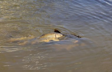 Sazan balığı yüzer ve baharda sel basmış bir tarlada yumurtlar.