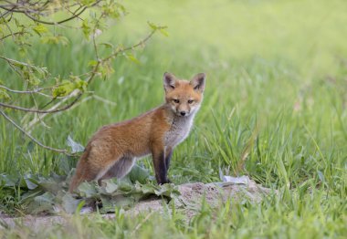 Kızıl tilki seti (Vulpes vulpes) Kanada 'da ilkbaharın başlarında ormandaki ininin yanında duruyordu.