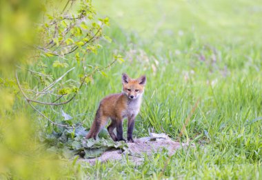 Kızıl tilki seti (Vulpes vulpes) Kanada 'da ilkbaharın başlarında ormandaki ininin yanında duruyordu.