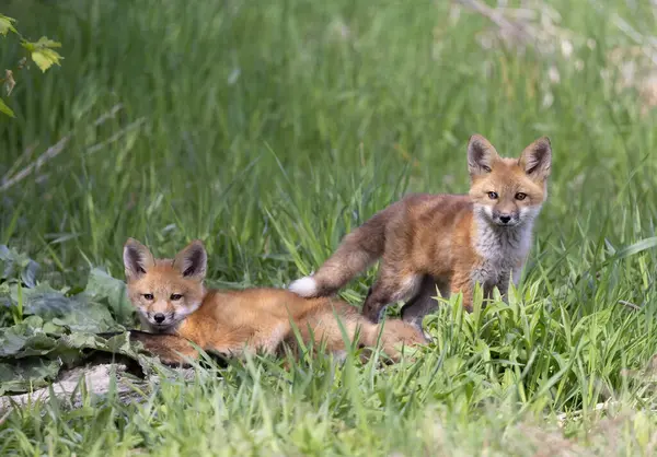 Kızıl tilki yavruları (Vulpes vulpes) Kanada 'da ilkbaharın başlarında ormanın derinliklerindeki ininin yanında oturuyorlar.