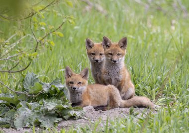 Kızıl tilki yavruları (Vulpes vulpes) Kanada 'da ilkbaharın başlarında ormanın derinliklerindeki ininin yanında oturuyorlar.