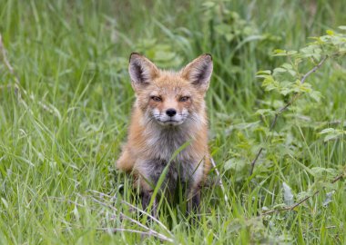 Kızıl Tilki (Vulpes vulpes) Kanada 'da ilkbaharın başlarında ormandaki ininin yanında oturur.