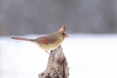 Kuzey Kardinal - Cardinalis Cardinalis dişisi kışın karla kaplı bir dala tünedi