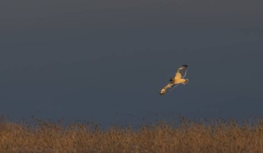 Gün batımında Kanada 'da karla kaplı bir alanda avlanan kısa kulaklı baykuş..