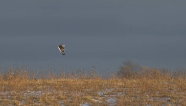 Gün batımında Kanada 'da karla kaplı bir alanda avlanan kısa kulaklı baykuş..
