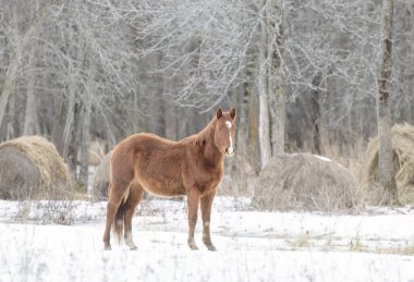 Kanada, Ontario 'daki Wolfe Adası' nda bir çayırda duran kahverengi at.