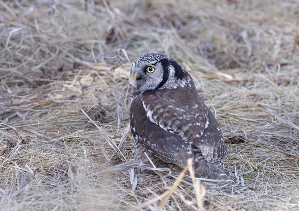 Northern Hawk-Owl hunting from the ground in a Canadian winter
