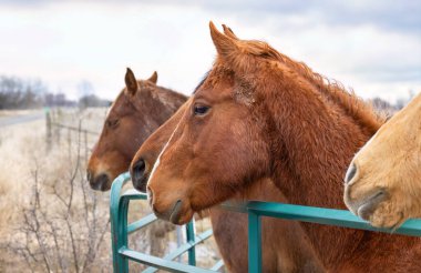 Kanada, Ontario 'daki Wolfe Adası' ndaki bir çayırda dört at duruyor.