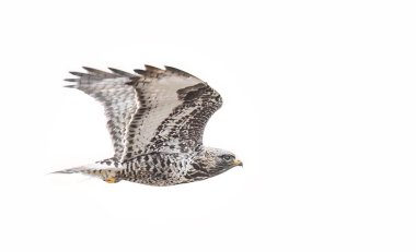 Kanada 'da uçan sert bacaklı şahin