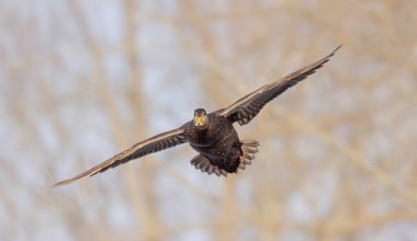 Female mallard duck in flight isolated against a blue winter sky in Canada