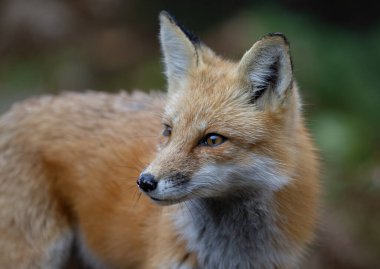 Sonbaharda Kanada 'nın Algonquin Park kentindeki ormanda çalı kuyruklu bir ormandaki kızıl tilki.