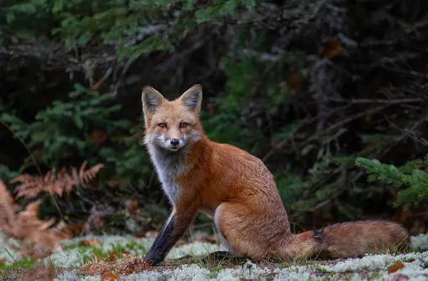 Sonbaharda Kanada 'nın Algonquin Park kentindeki ormanda çalı kuyruklu bir ormandaki kızıl tilki.