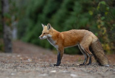Kanada, Algonquin Park 'ta sonbaharda kızıl tilki