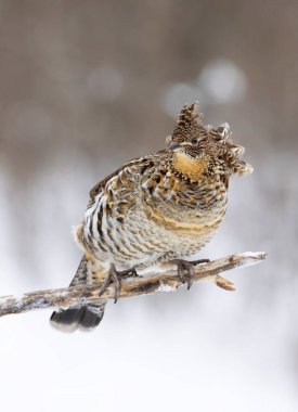 Ruffed grouse perched on a small branch the winter snow in Ottawa, Canada clipart