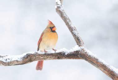 Kuzey Kardinal - Cardinalis Cardinalis dişisi kışın karla kaplı bir dala tünedi