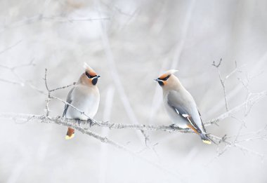 Bohemian Waxwings (Bombycilla garrulus) Kanada 'da kış mevsiminde bir dala tünemiştir.