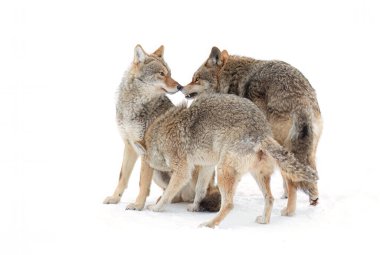 Kanada 'da kış karında beyaz arka planda üç çakal izole edilmiş.